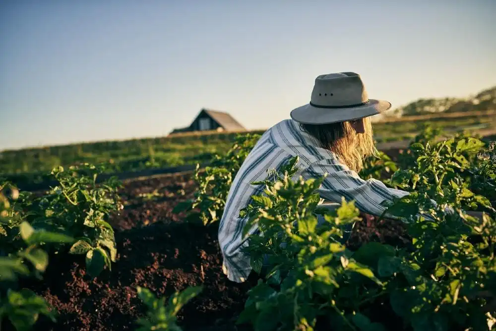 farmer-tending-to-crops