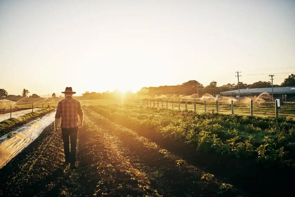 farmer-looking-at-crops